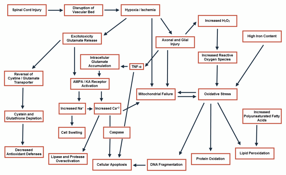 mechanism-of-spinal-cord-injury