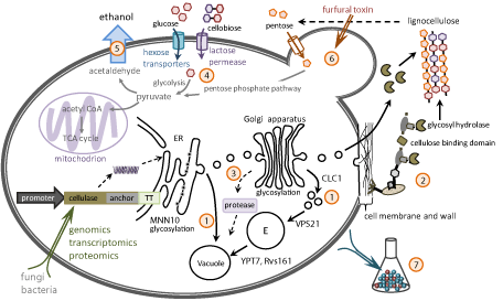 bioethanol yeast strains