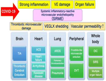 Cardiovascular Disease and Atherosclerosis id1042