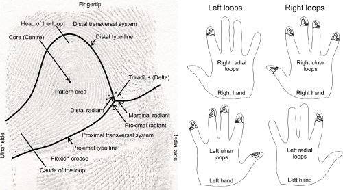 Ulnar Loop Fingerprint Definition