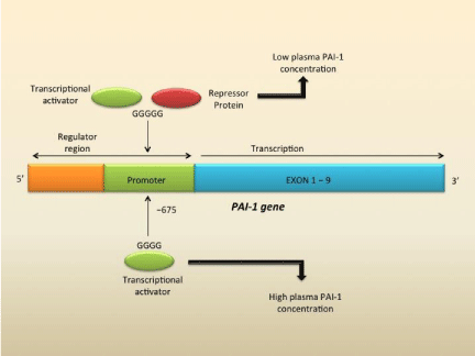 Ген pai. Ингибитор активатора плазминогена 1 pai-1 -675 5g/4g 5g4g. Ингибитор активатора плазминогена serpine1: 4g/5g (pai1: 4g/5g; ins/del g) обнаружен. Ингибитор активатора плазминогена 1 типа. Мутация Гена pai-1.