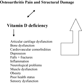 Vitamin D And Cartilage Does Vitamin D Influence Cartilage Integrity