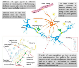 Computational Models in Neuroscience: How real are they? A