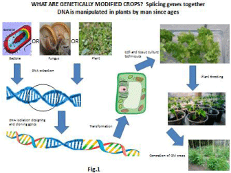 What are GM crops and how is it done?