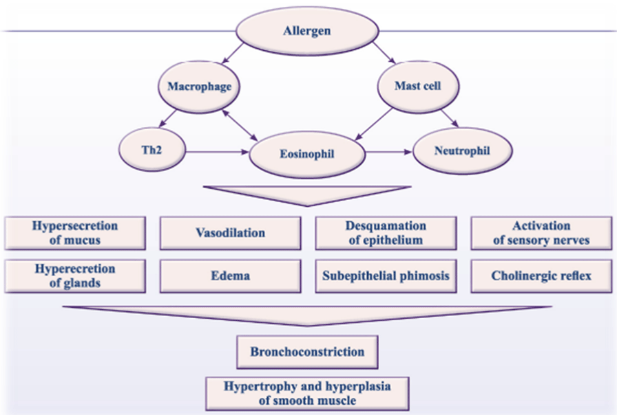 Pathophysiology Of Bronchial Asthma Pathophysiology Of Asthma Diagram ...